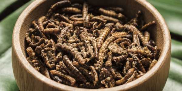 Insect Protein: The Future Of Sustainable Nutrition